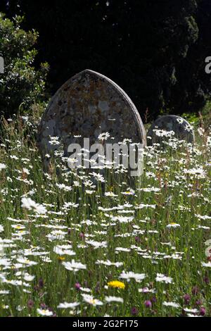 Wildblumen in St. Mary`s Churchyard, Kirtlington, Oxfordshire, England, Großbritannien Stockfoto